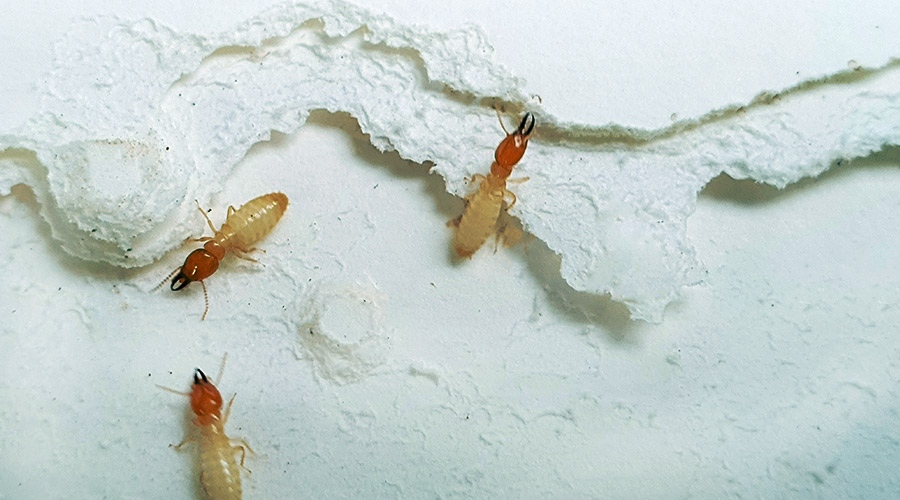 close up of termites